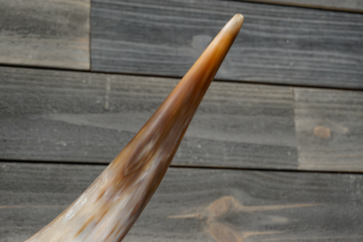 4' 5" Longhorn Wall Mount #366