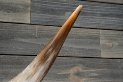 4' 5" Longhorn Wall Mount #366