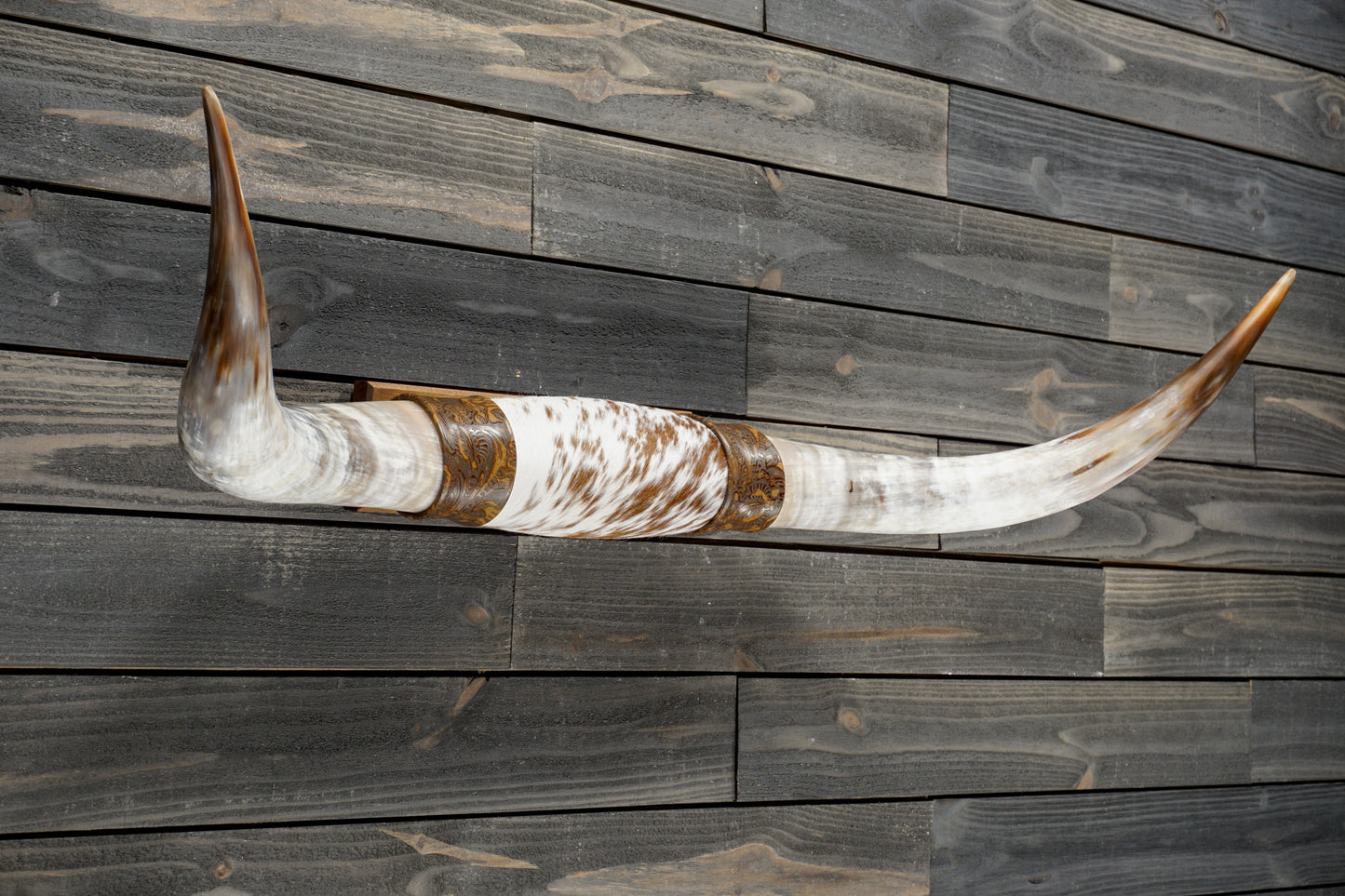 4' 5" Longhorn Wall Mount #366