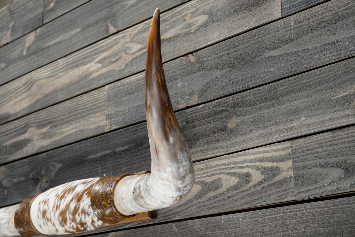 4' 5" Longhorn Wall Mount #366