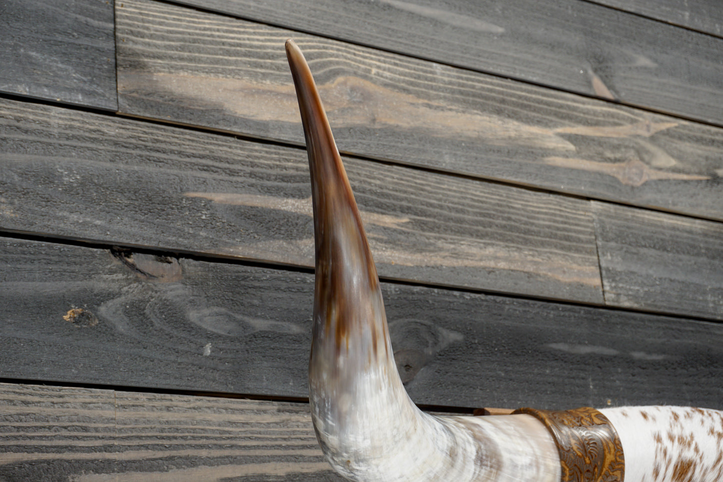 4' 5" Longhorn Wall Mount #366