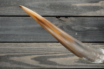 4' 11" Longhorn Wall Mount #377