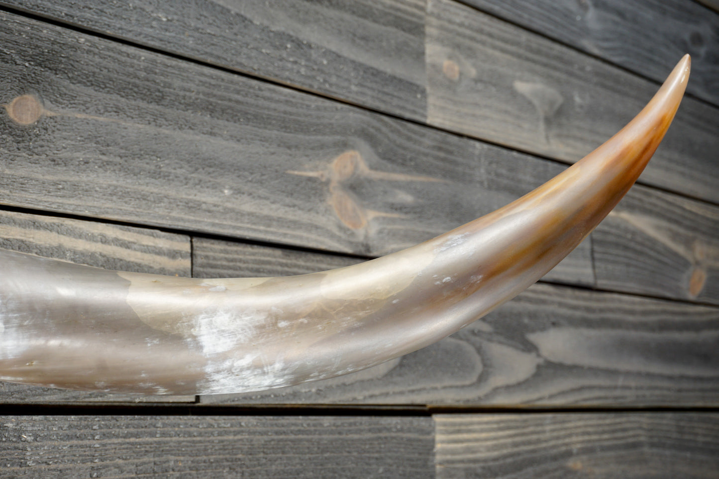 4' 11" Longhorn Wall Mount #377