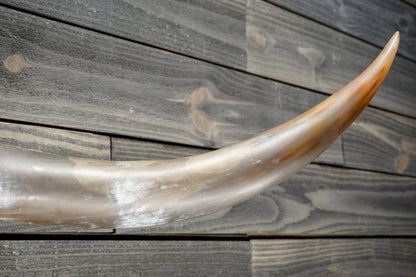 4' 11" Longhorn Wall Mount #377