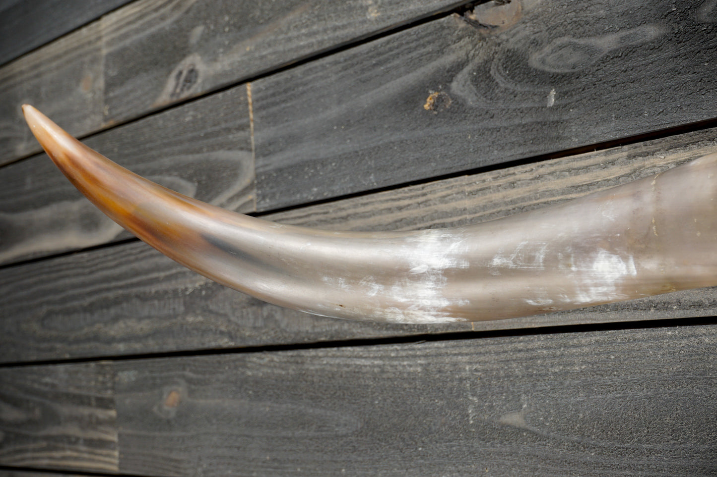 4' 11" Longhorn Wall Mount #377
