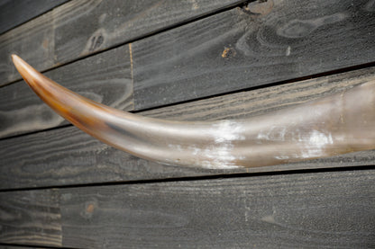 4' 11" Longhorn Wall Mount #377