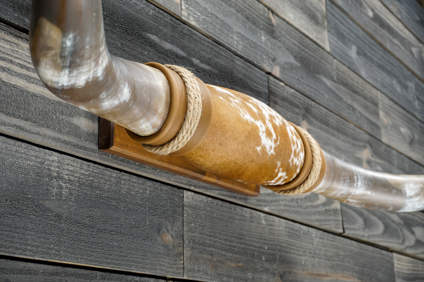 4' 11" Longhorn Wall Mount #377