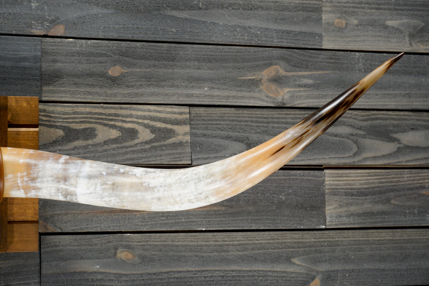 6' 0" Longhorn Wall Mount #320