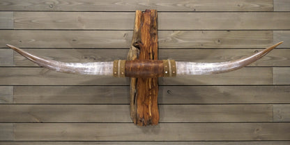 5' 9" Longhorn Wall Mount #244