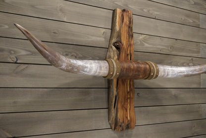 5' 9" Longhorn Wall Mount #244
