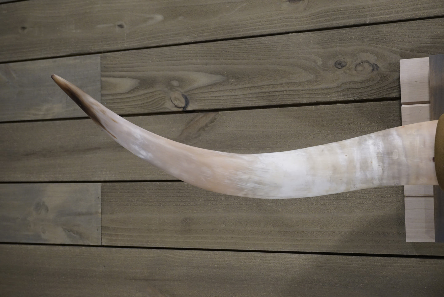 4' 9" Longhorn Wall Mount #247