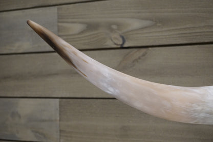 4' 9" Longhorn Wall Mount #247