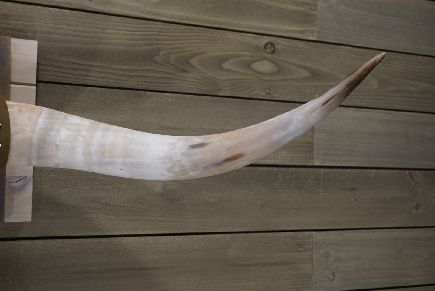 4' 9" Longhorn Wall Mount #247
