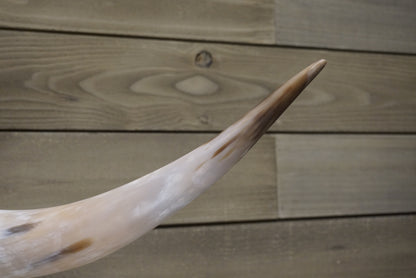 4' 9" Longhorn Wall Mount #247