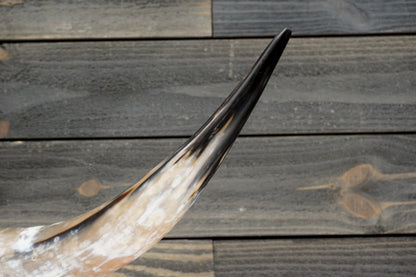 4' 8" Longhorn Wall Mount #291
