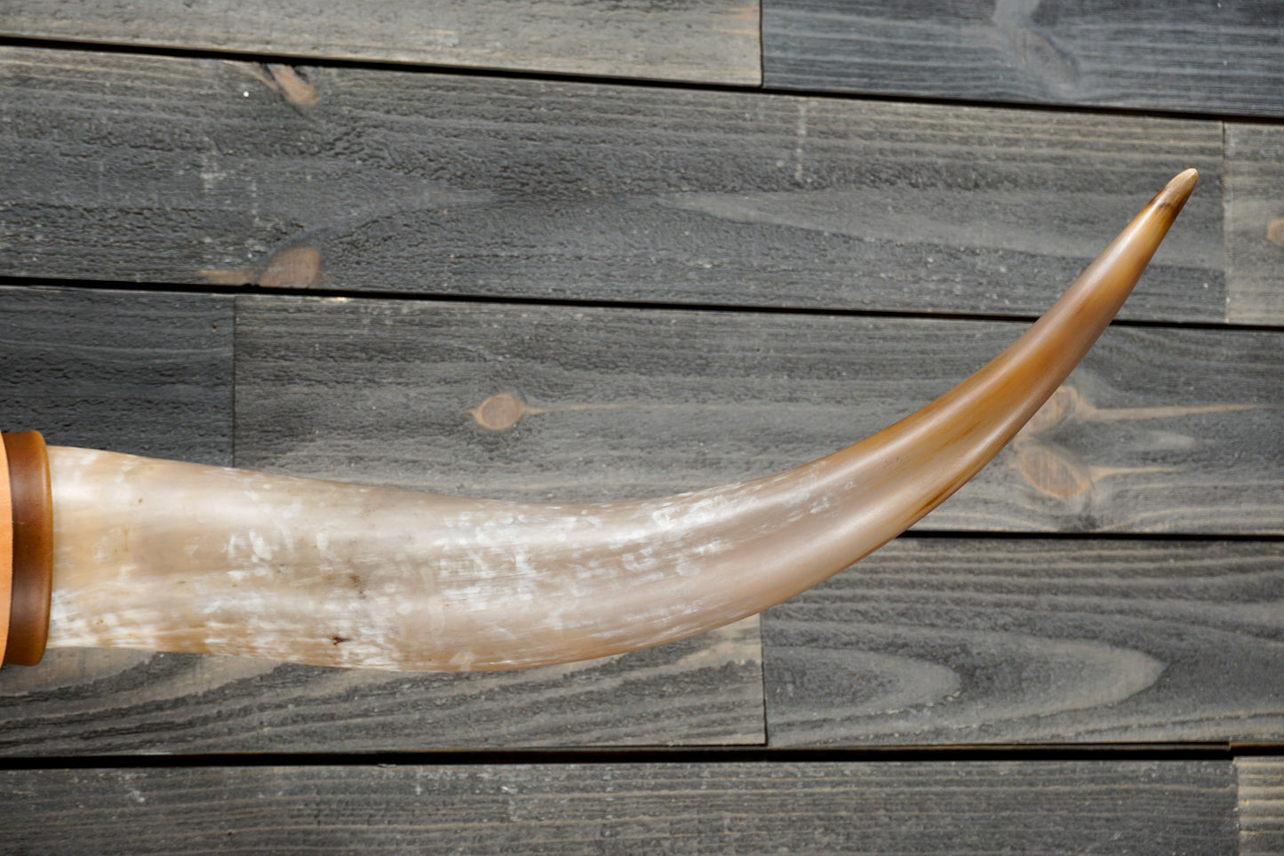 4' 8" Longhorn Wall Mount #295