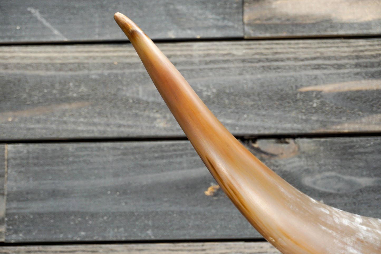 4' 8" Longhorn Wall Mount #295