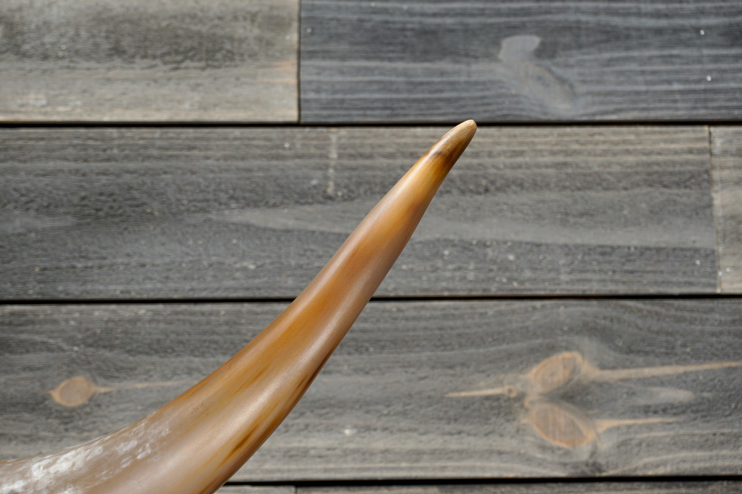 4' 8" Longhorn Wall Mount #295