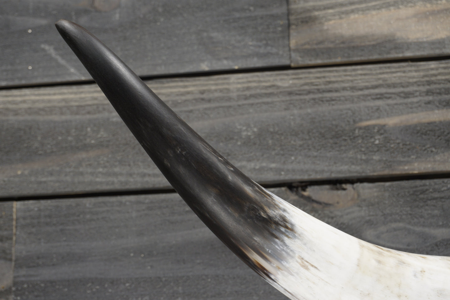 4' 10" Longhorn Wall Mount #298