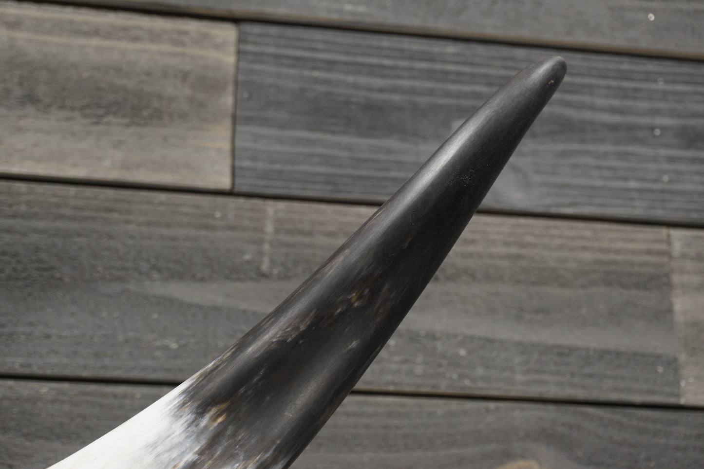 4' 10" Longhorn Wall Mount #298