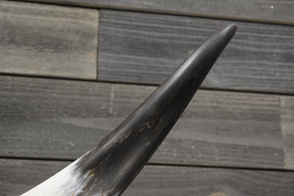 4' 10" Longhorn Wall Mount #298