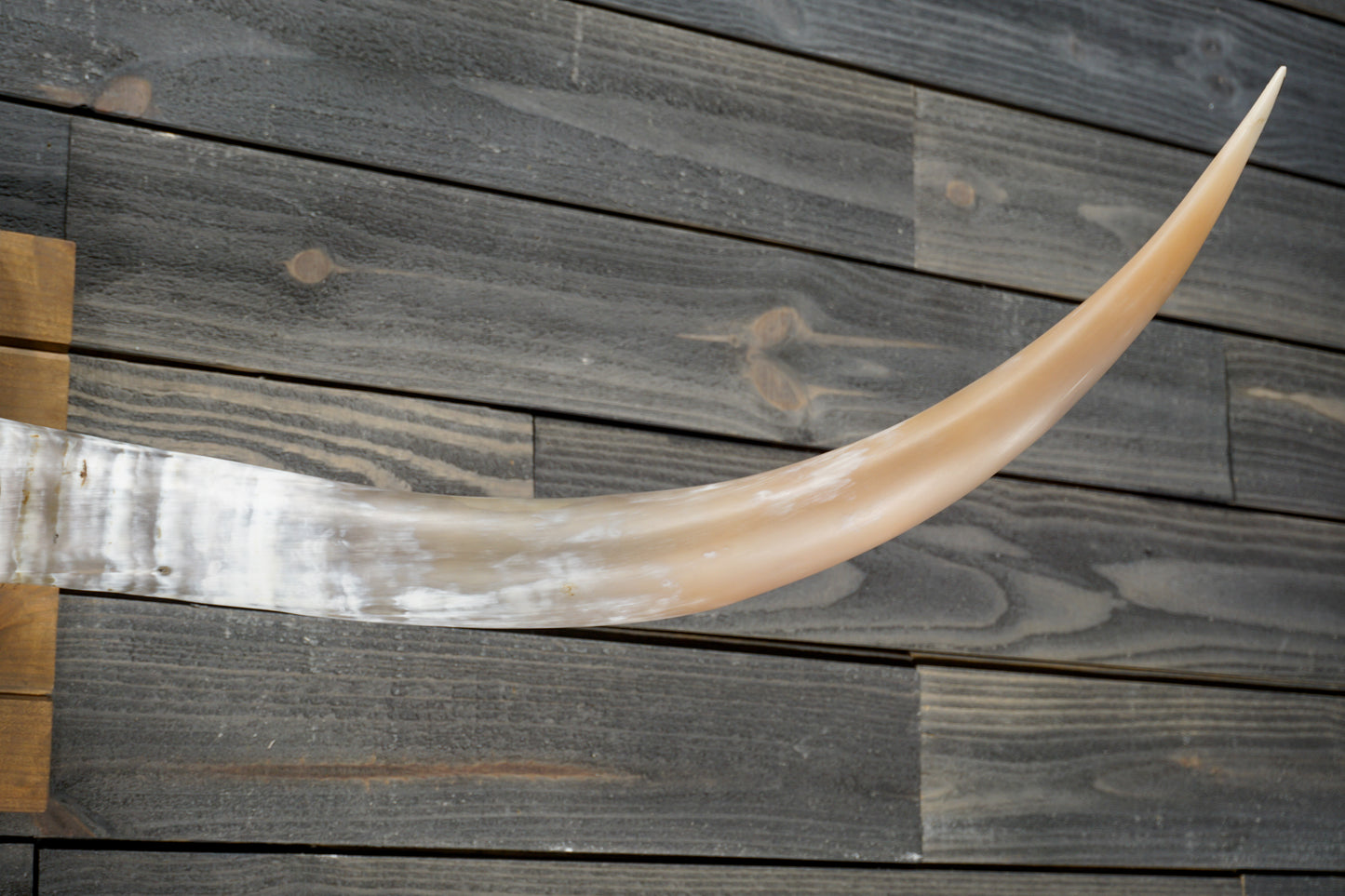 5' 1" Longhorn Wall Mount #305