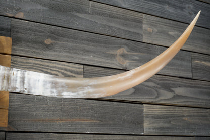 5' 1" Longhorn Wall Mount #305