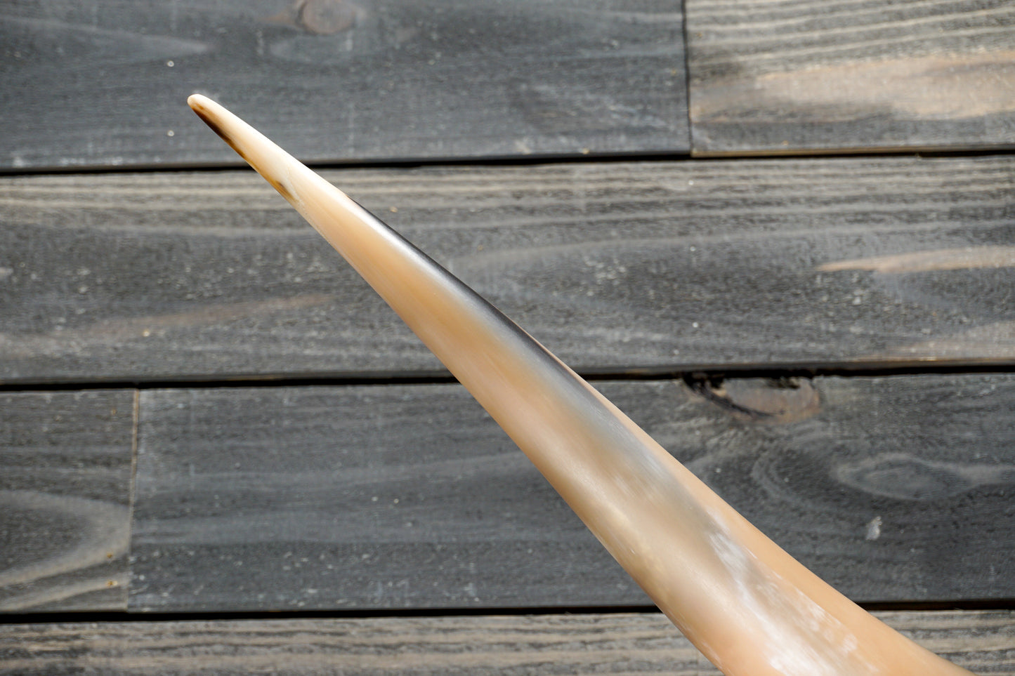 5' 1" Longhorn Wall Mount #305