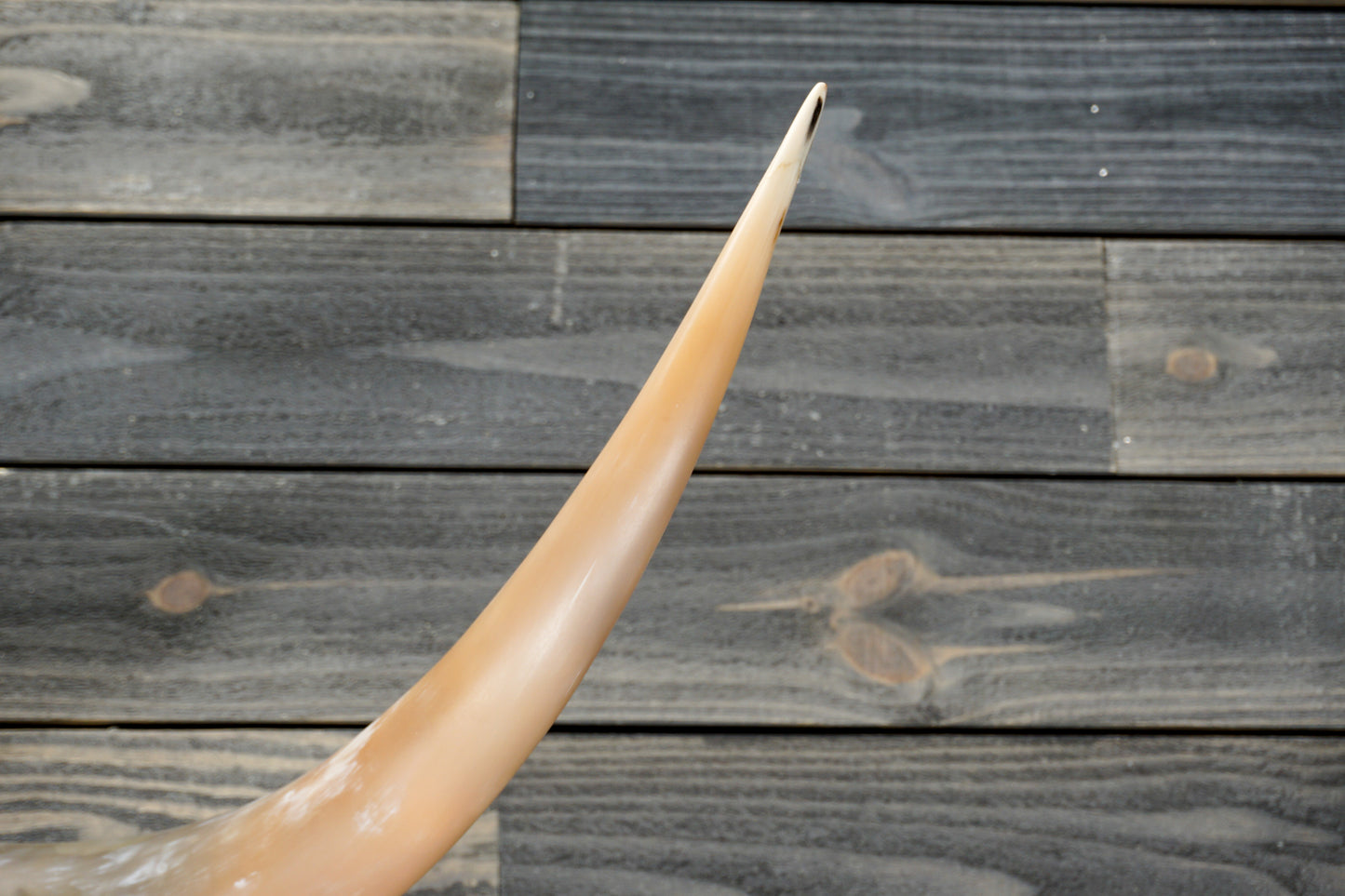 5' 1" Longhorn Wall Mount #305