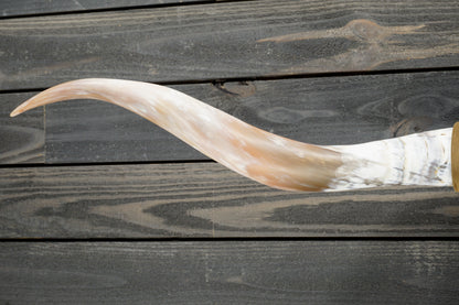 5' 5" Longhorn Wall Mount #307