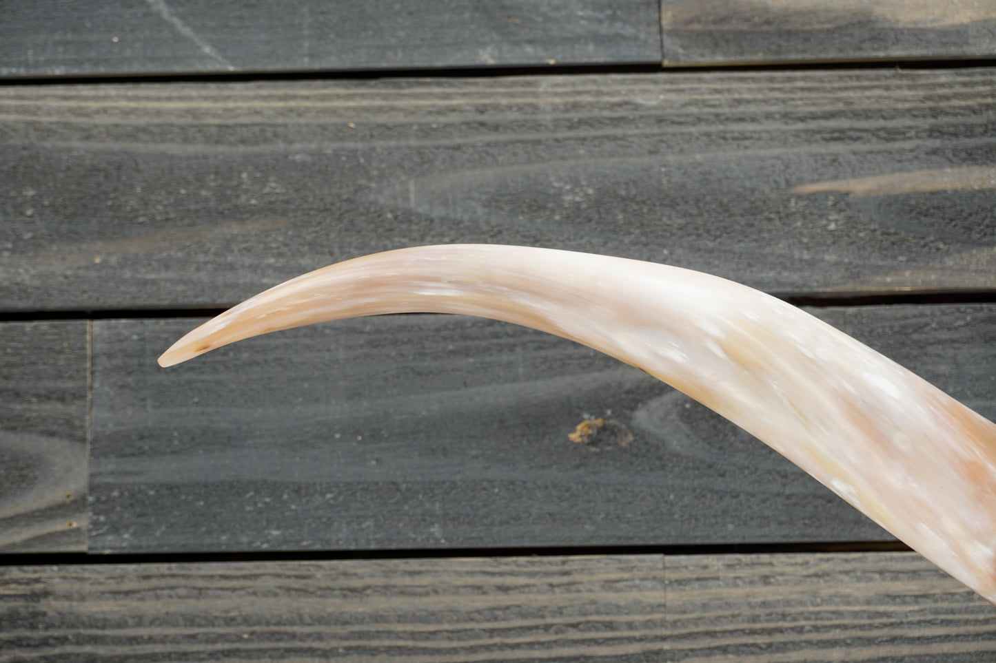 5' 5" Longhorn Wall Mount #307