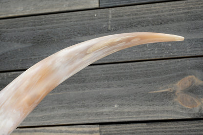 5' 5" Longhorn Wall Mount #307
