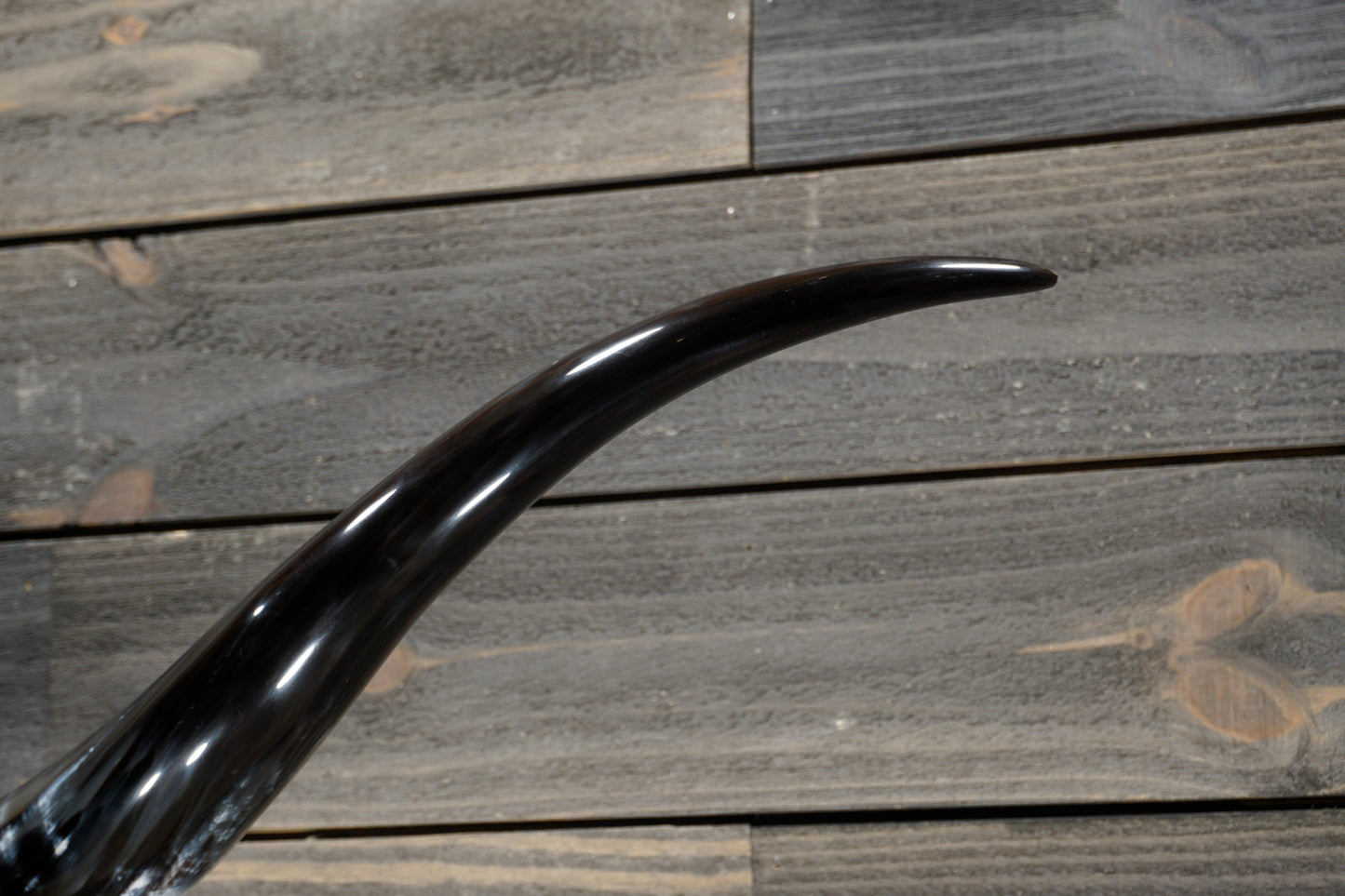 5' 1" Longhorn Wall Mount #311
