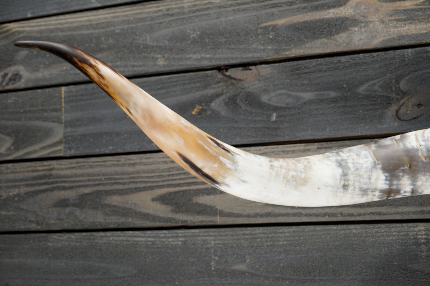 4' 11" Longhorn Wall Mount #314