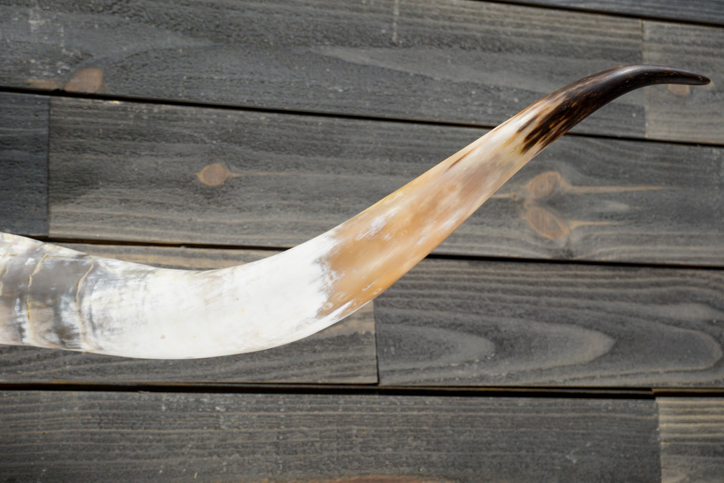 4' 11" Longhorn Wall Mount #314