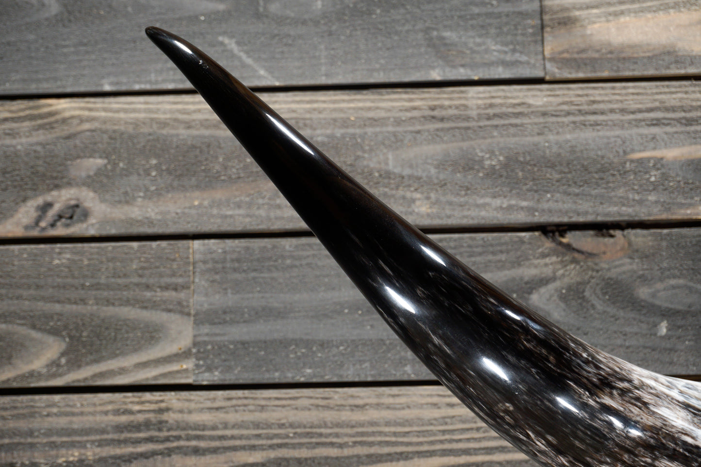 5' 10" Longhorn Wall Mount #319