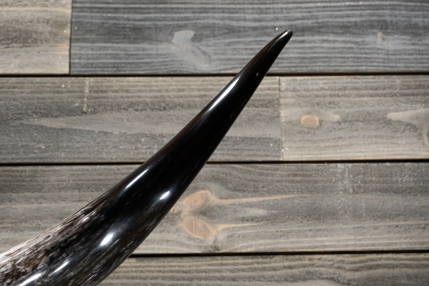 5' 10" Longhorn Wall Mount #319