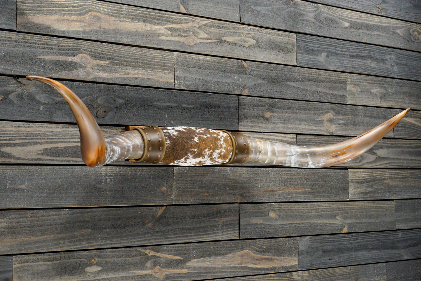 5' 3" Longhorn Wall Mount #322