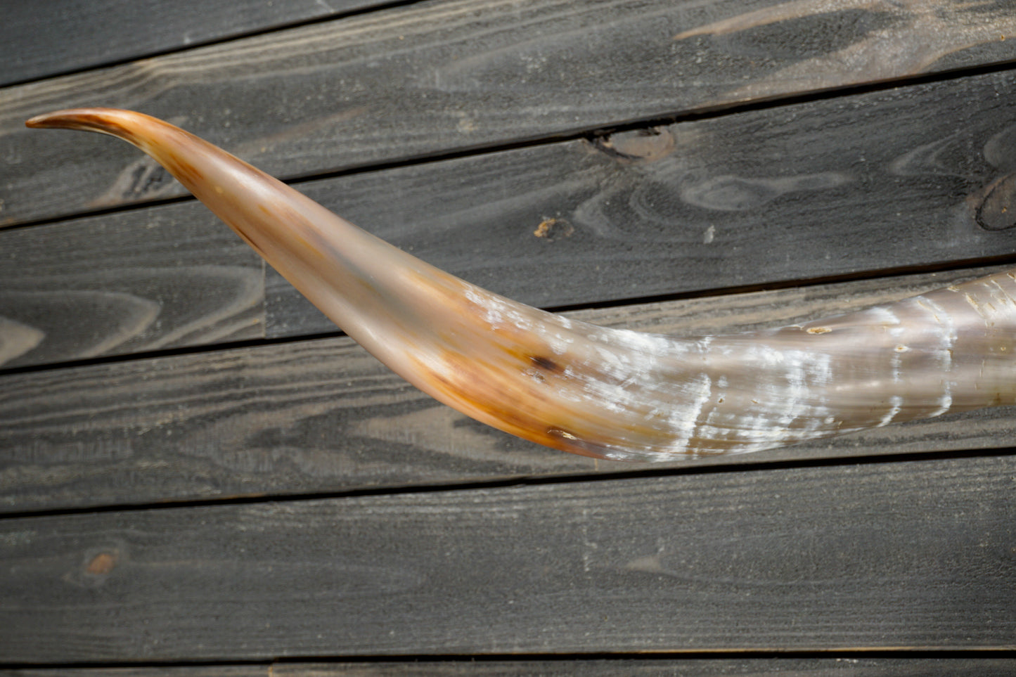 5' 3" Longhorn Wall Mount #322