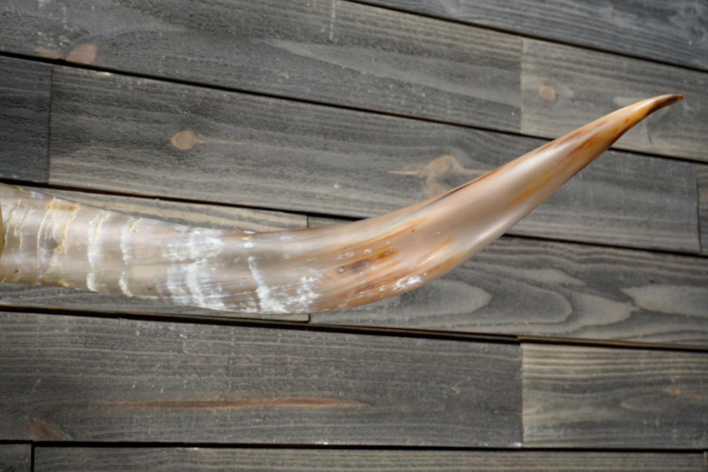 5' 3" Longhorn Wall Mount #322