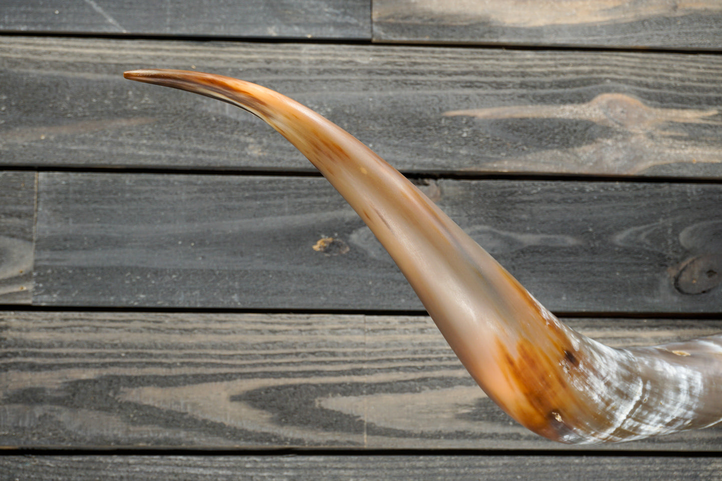 5' 3" Longhorn Wall Mount #322