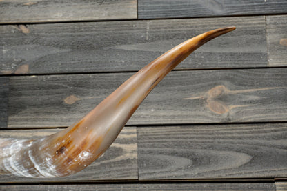 5' 3" Longhorn Wall Mount #322