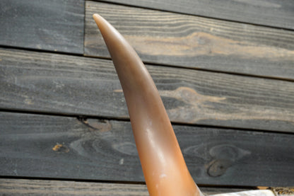 4' 8" Longhorn Wall Mount #325