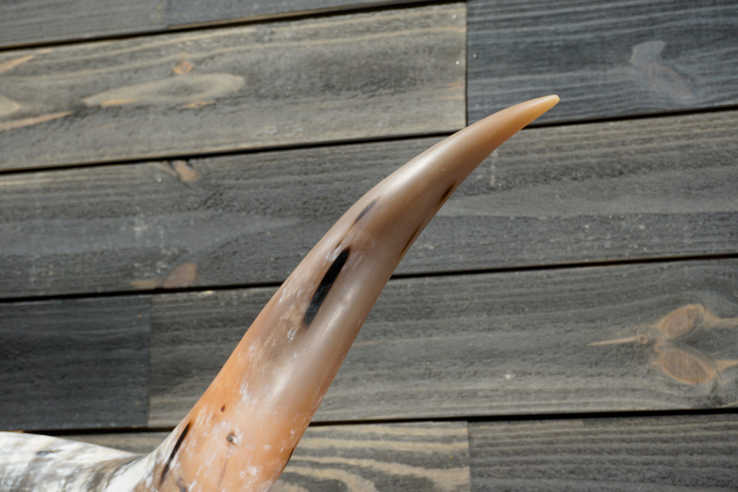 4' 8" Longhorn Wall Mount #325