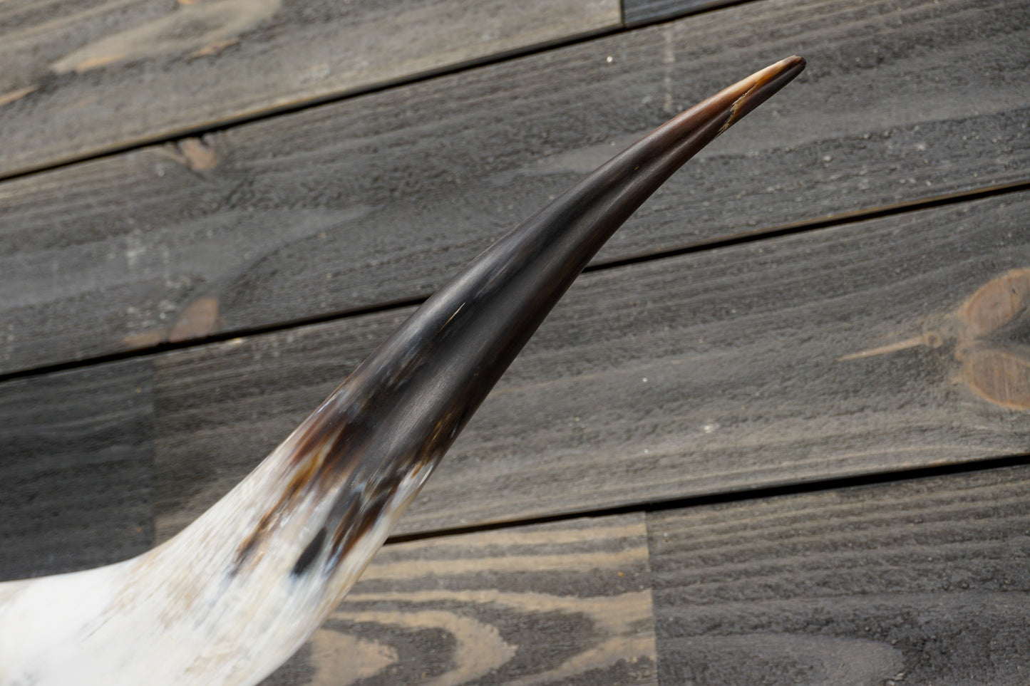 5' 2" Longhorn Wall Mount #329