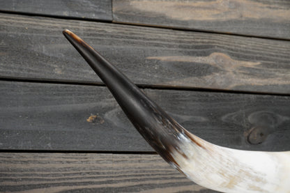 5' 2" Longhorn Wall Mount #329