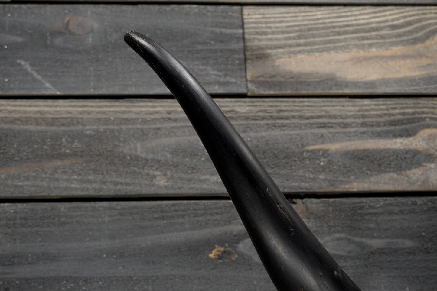 4' 8" Longhorn Wall Mount #332