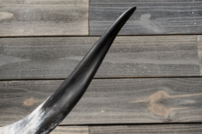4' 10" Longhorn Wall Mount #336