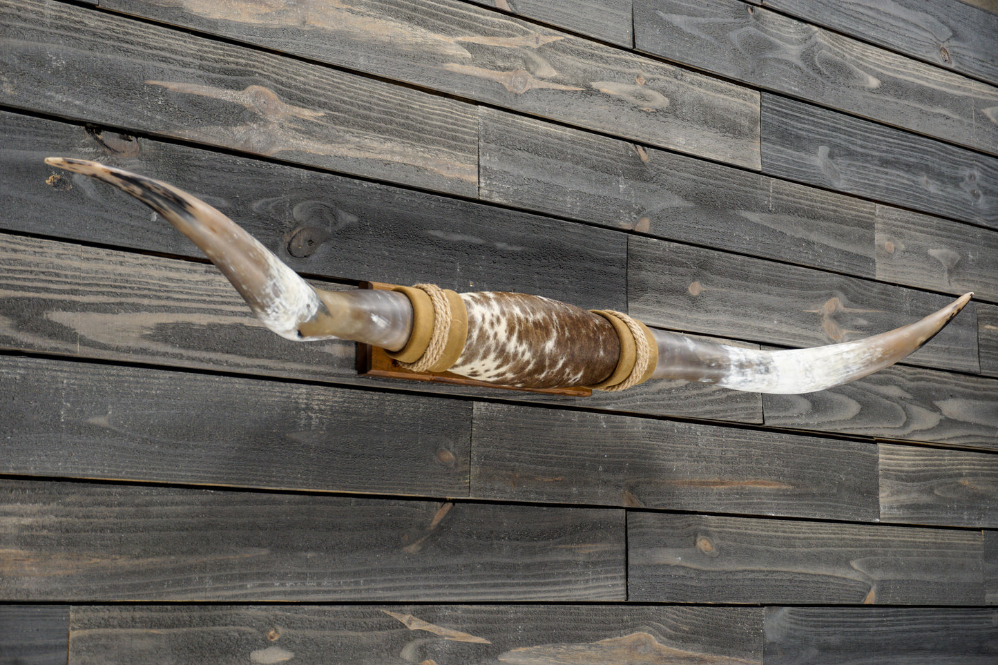 5' 3" Longhorn Wall Mount #340