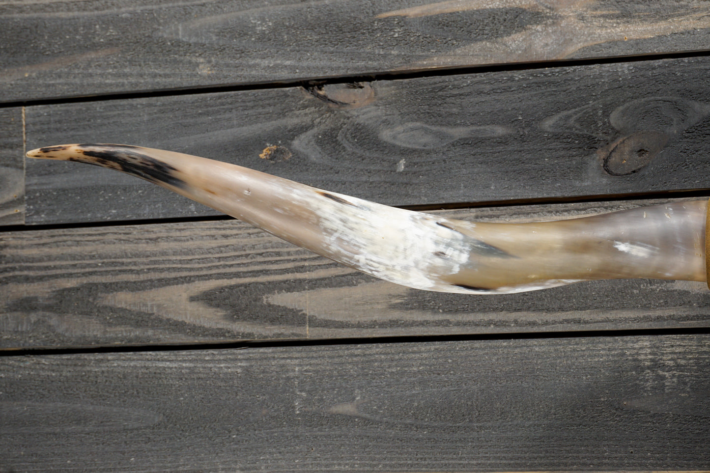 5' 3" Longhorn Wall Mount #340